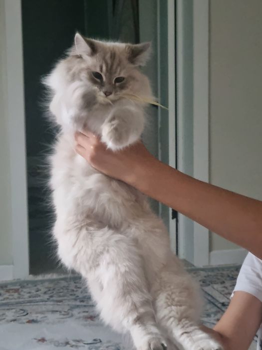 Продам милого котёнка