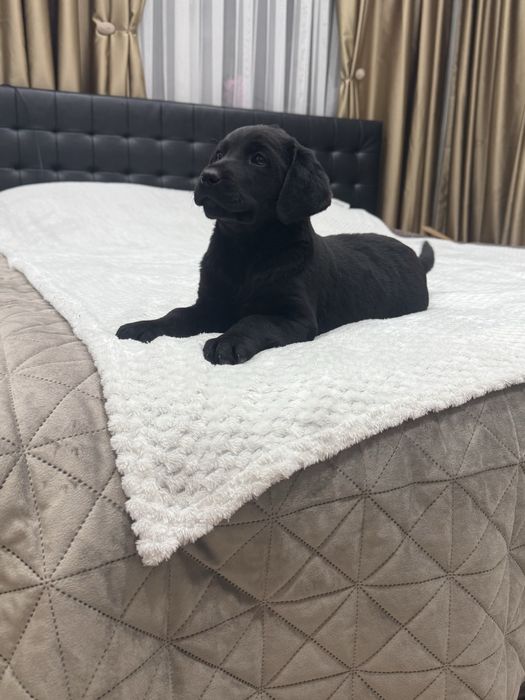 Чистокръвни Лабрадор Ретривар: