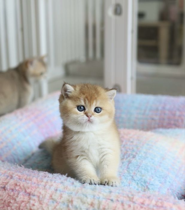 Котята Британской КШ породы окрас Шиншилла