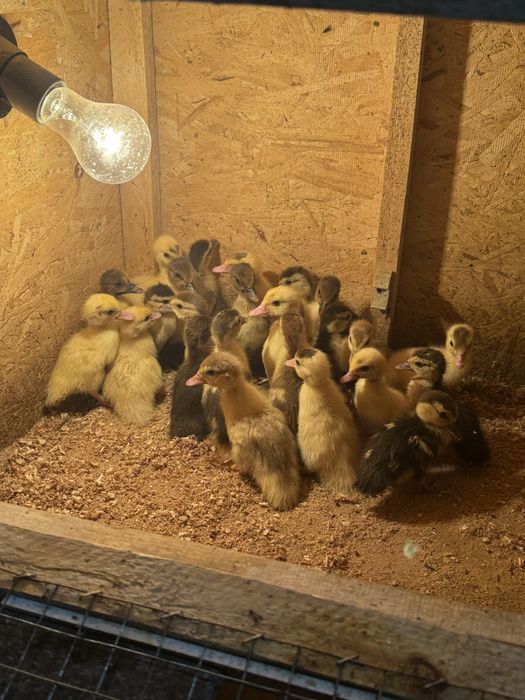 Индоутята индоутки утята