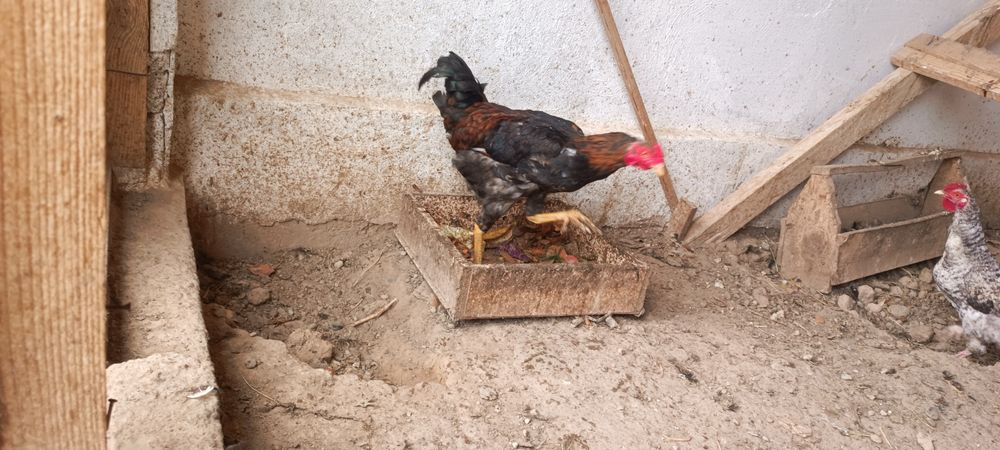 Қораз, әтеш, петух