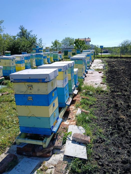 Пчелни кошери със семействата