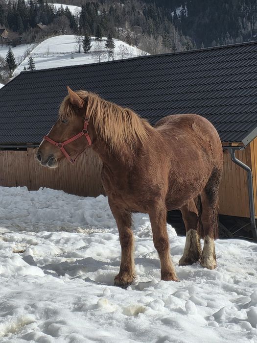 Vând mânză gestantă, 3,5 ani