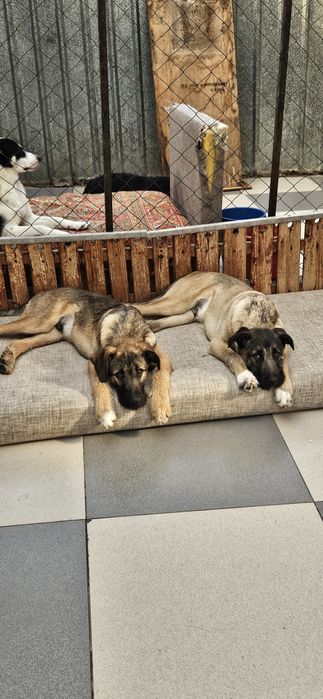 Дворянчики подростки  ищут хозяина!