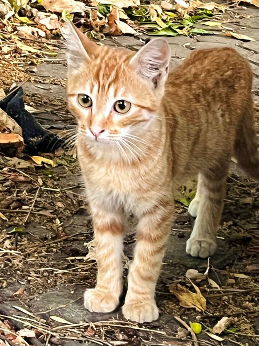 Котета за надежден дом