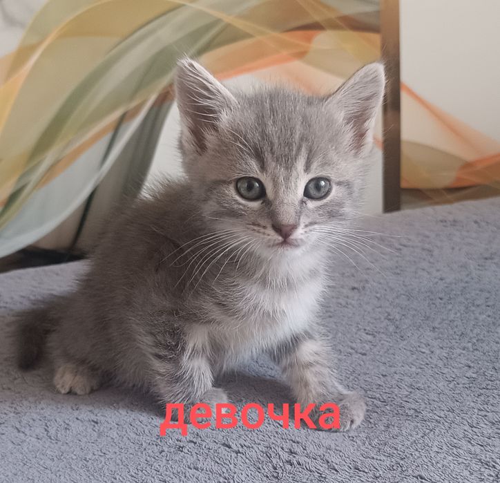 Продам обаятельных котят