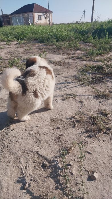 Төбет күшіктер сатылады