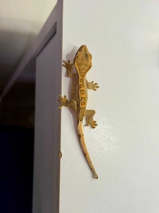 Бебета ресничест гекон (Correlophus ciliatus)