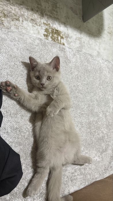 Продается Котенок лилового окраса !