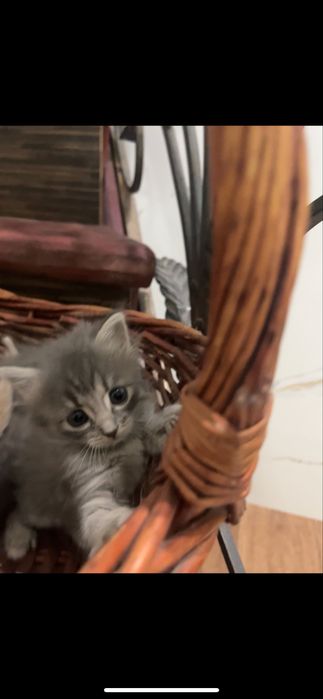 Продаю милых котят