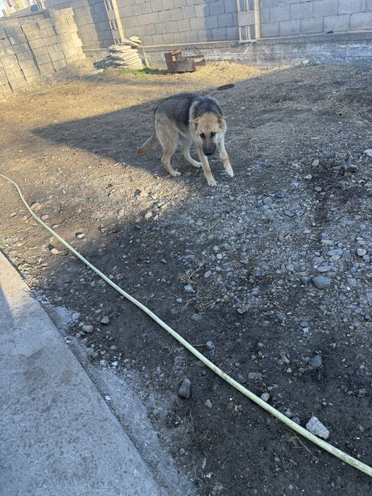 Мал айдайды ұрғашы