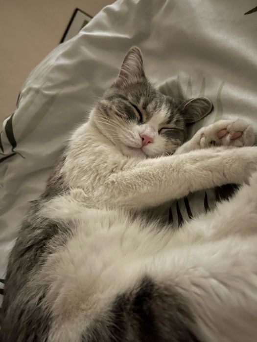 Кошка бесплатно , тегін