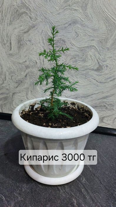 Продам цветы комнатные. Адаптированные.