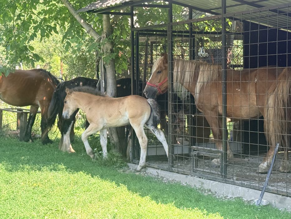 Iepe de vanzare sau iepe + manz