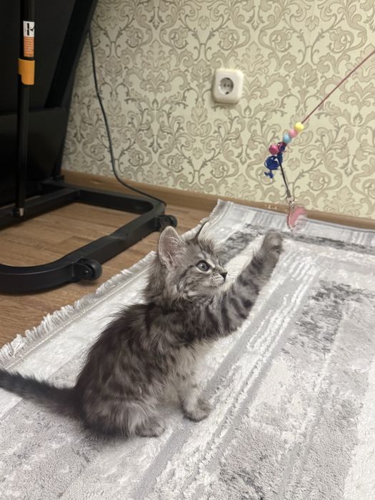 Продам котенка. .