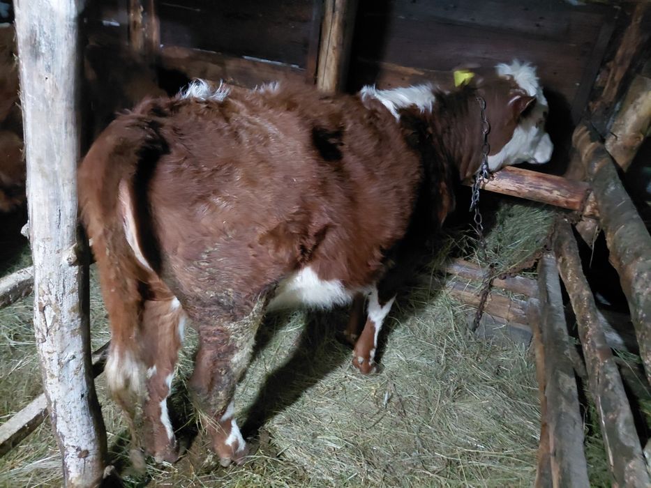 Продам тёлочки годовалые две головы