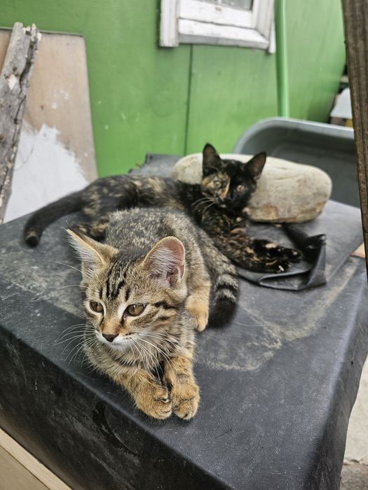 Отдам котят бесплатно