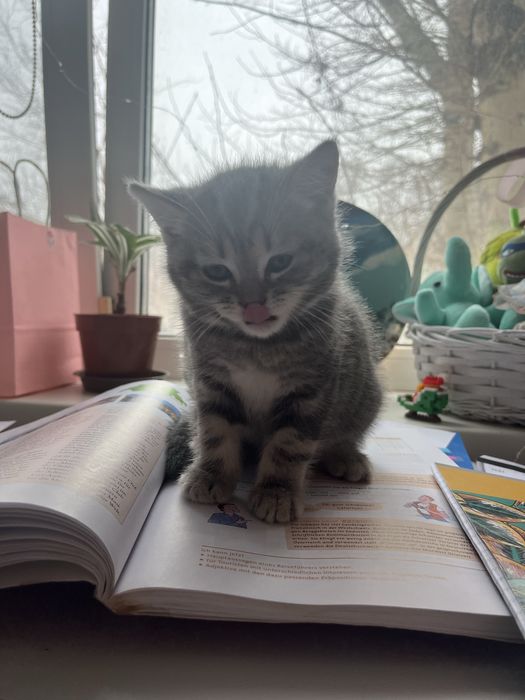 Породистый котёнок