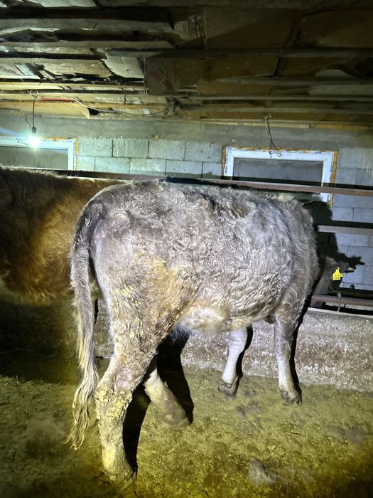 Продается Жирная телка