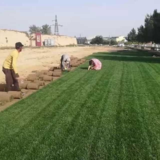 Услуги по посеву газона. Gazon ekish xizmati.