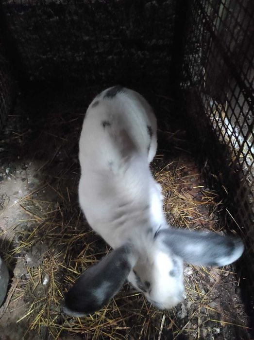 Срочно продам рабочего крола для разведение.