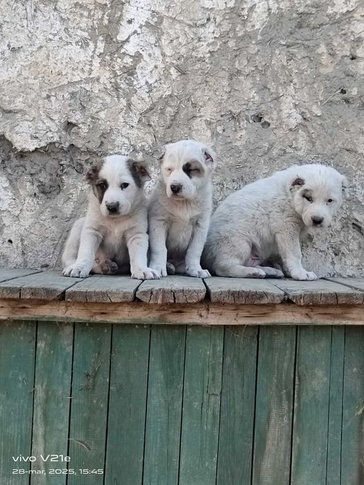 Alabay it bolasi sotiladi erkak narx 700 min zoti toza urgʻochi ham bo