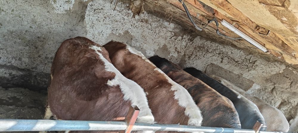 Бички на откорме