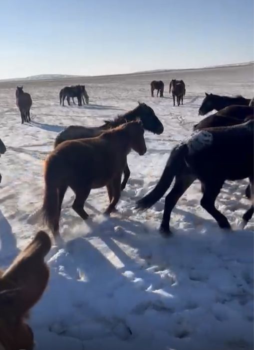 продаю кобылу жас екінші туатын бие сатамын