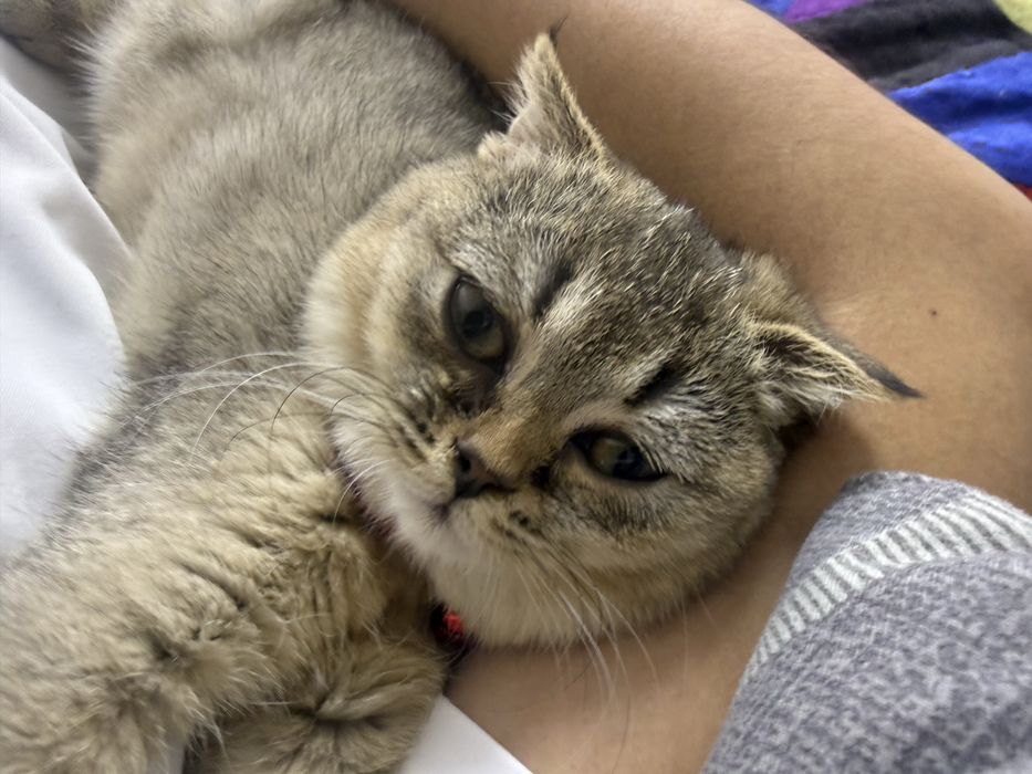 Котенок шотландская