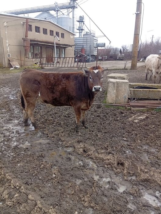 Vând Vițea Montată Preț 7500 lei Preț Fix