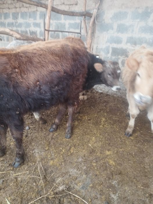 Бузаулар 1 еркек, 2 бас ургашы сатам. 3 бас.