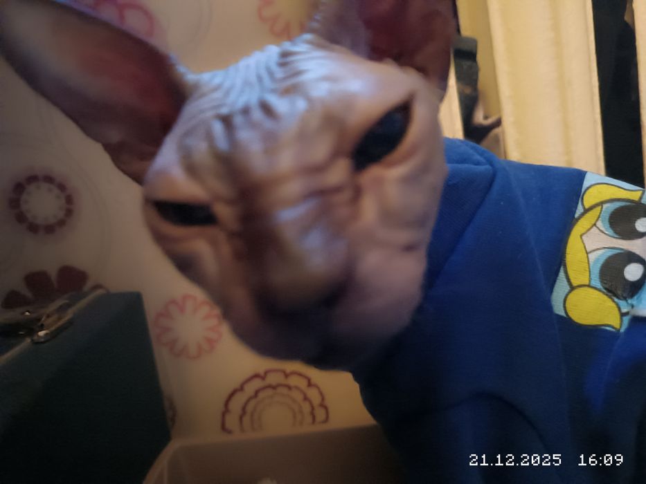 Кот донский сфинкс