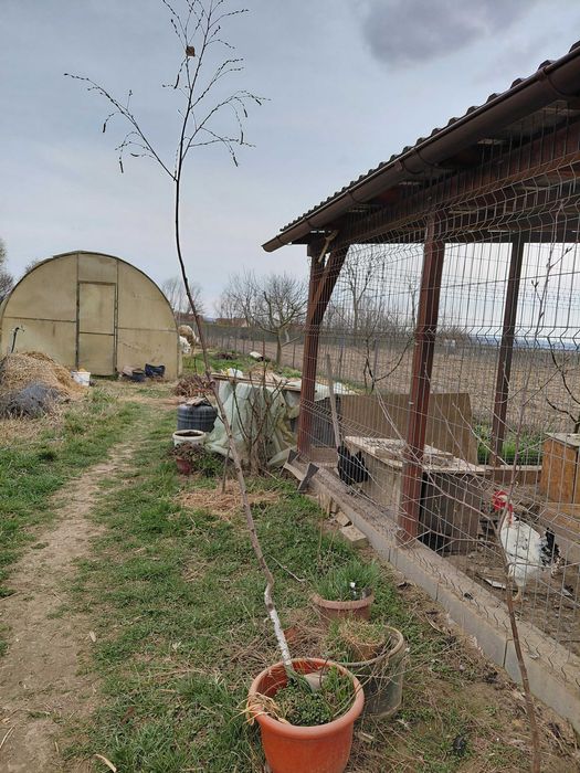 Vând 2 mesteceni la ghiveci