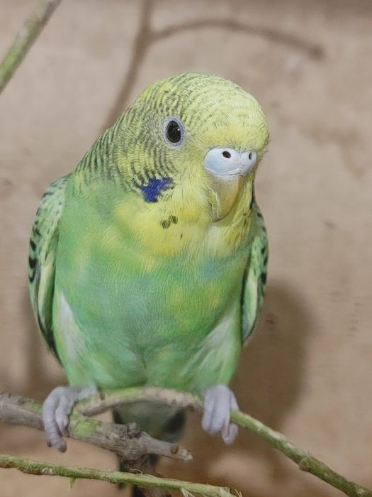 Продам Попугаев Волнистые