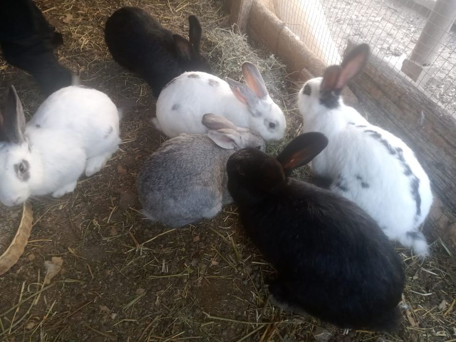 Кролики домашние