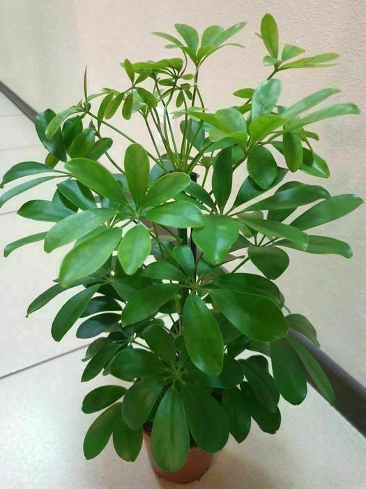 Продам комнатные цветы