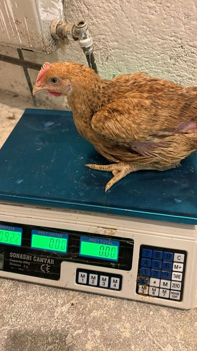 Pui albi de carne și rasă mixta