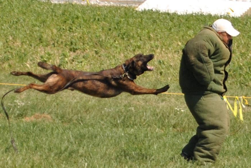 Dresaj Canin 35 ani de experienta