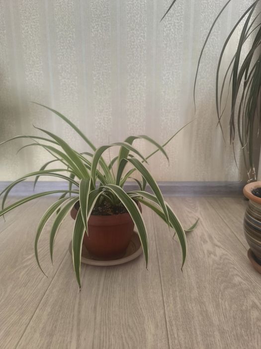 Продам комнатный цветок