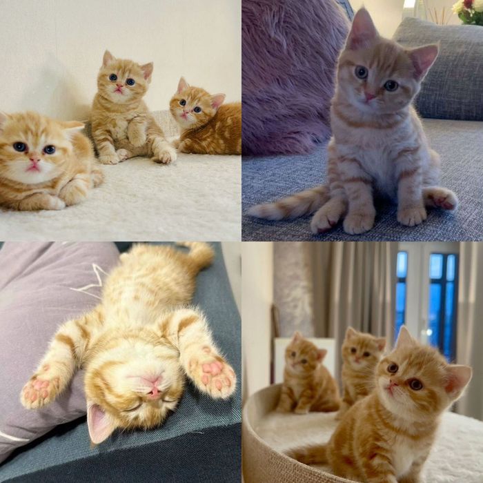 Рыжие шотландские котята