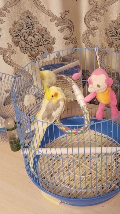 Корелла. Попугай с клеткой.