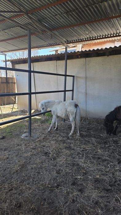 Продам пони годовалый