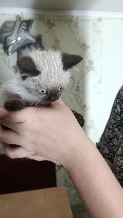 Сиамский котёнок