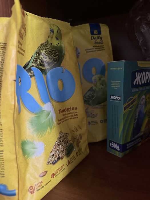 Попугай породы Чех