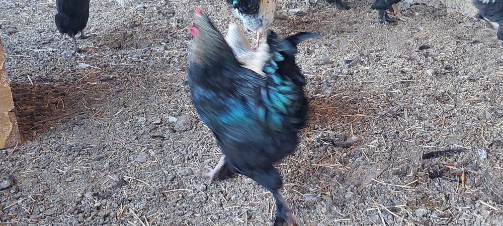 Куры домашние несушки