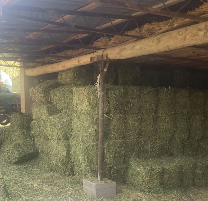 "Somon pres Beda Qamich" Somon mayda gul suvoqqa va Qamich