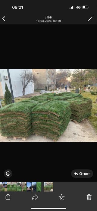 Озеленение,газон