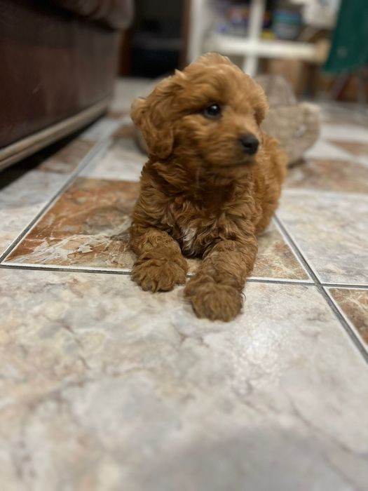 Unicat in Romania Goldendoodle F1b