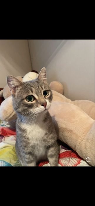 отдам кота в хорошие руки