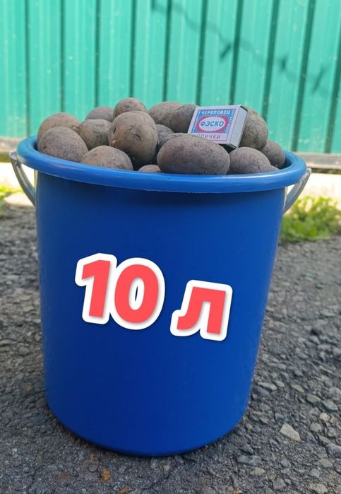 Семенной картофель